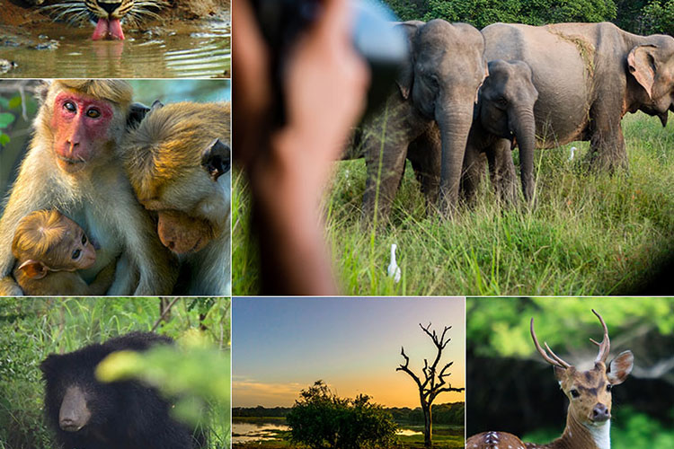 srilanka